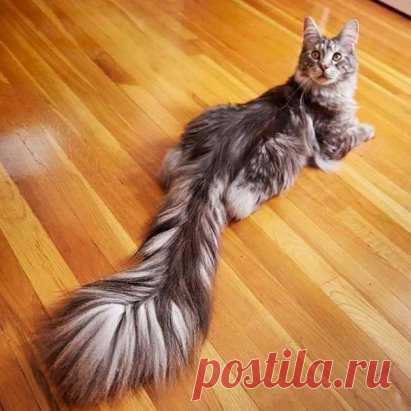 Встречайте Сигнуса – обладателя самого длинного кошачьего хвоста