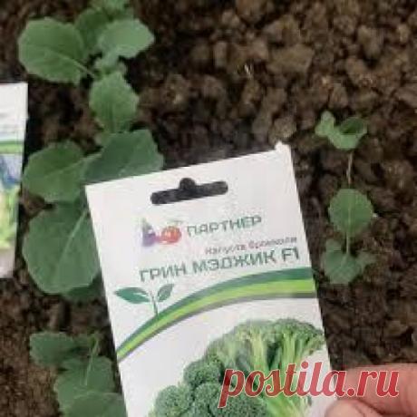 Семена Капуста Брокколи Витаминная 0,5г, Семена Украины