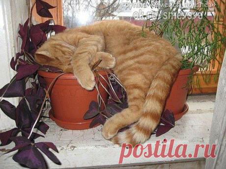 Морда спит... она  устала ...  - наглость..  сильно ..измотала!!!:)))