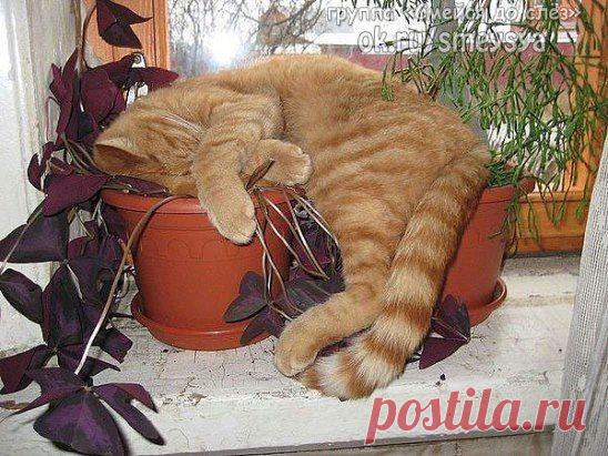 Морда спит... она  устала ...  - наглость..  сильно ..измотала!!!:)))