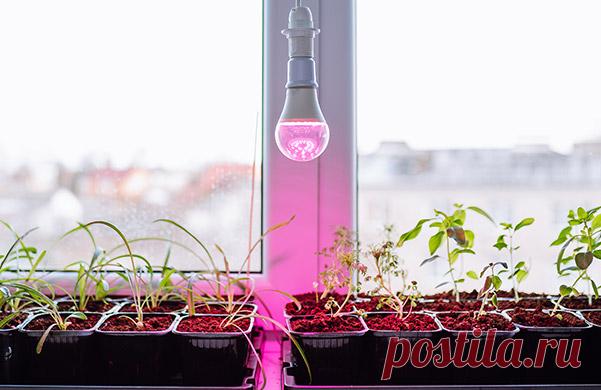 Как выбрать фитолампу для комнатных растений и рассады – советы по самостоятельному ремонту от Леруа Мерлен в Москве