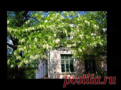 Алла Баянова &quot;Белой акации гроздья душистые...&quot;