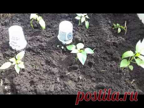 Высадка рассады перца в грунт .