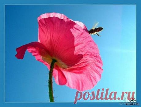 (31) Одноклассники