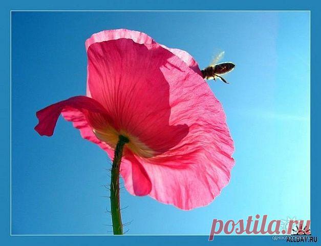 (31) Одноклассники