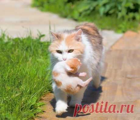Не оставлять же малыша дома одного