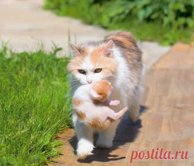 Не оставлять же малыша дома одного