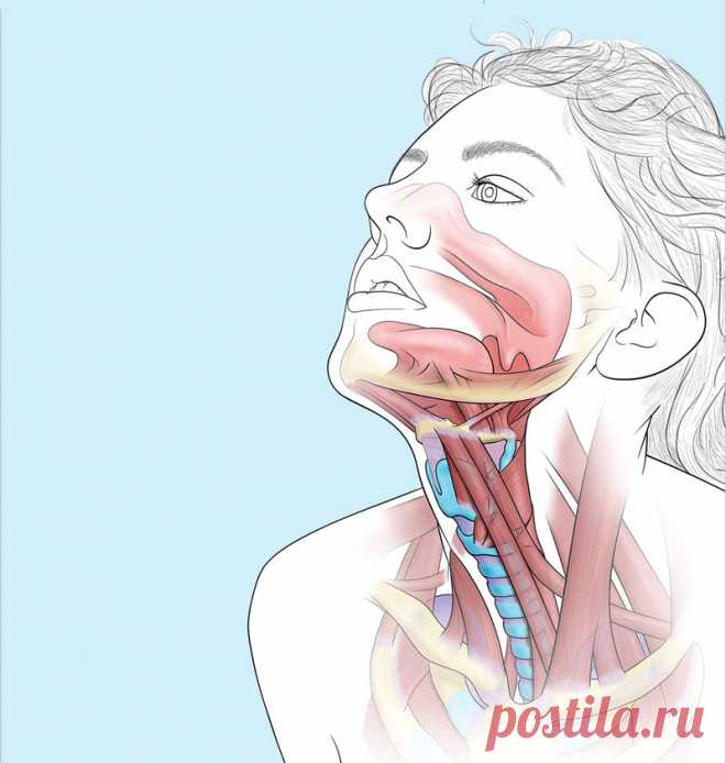 7 оздоровительных упражнений по Стрельниковой. Парадоксально, но эффективно Дыхательная гимнастика Стрельниковой названа парадоксальной, потому что во время вдохов грудная клетка не расширяется, как обычно, а сжимается (охватывается руками либо удерживается от расширения за счет наклонов и поворотов туловища). В традиционных же дыхательных упражнениях вдох делается на фоне движений, расширяющих грудную клетку (например, при разведении рук в стороны), а выдох – при движения...