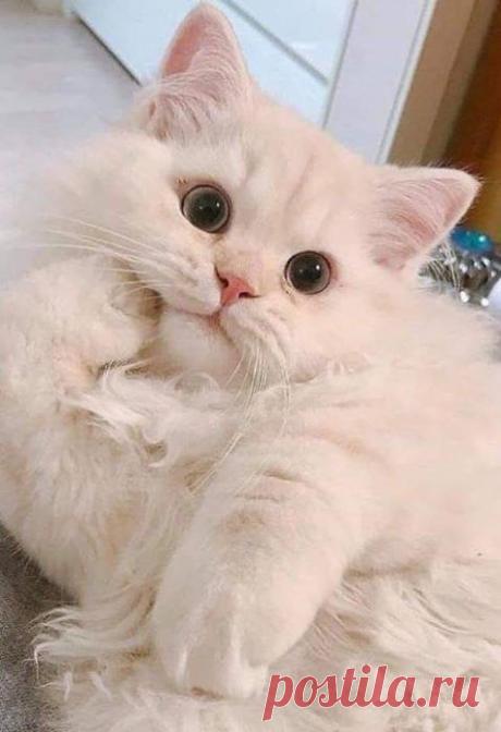Доброе кошачье!