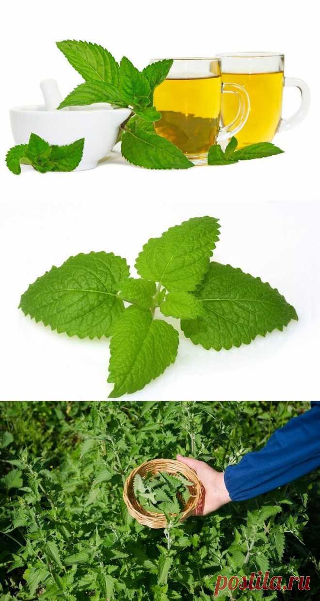 Kaip užsiauginti melisų - Mano sodas ir kiemas - m.manonamai.lt