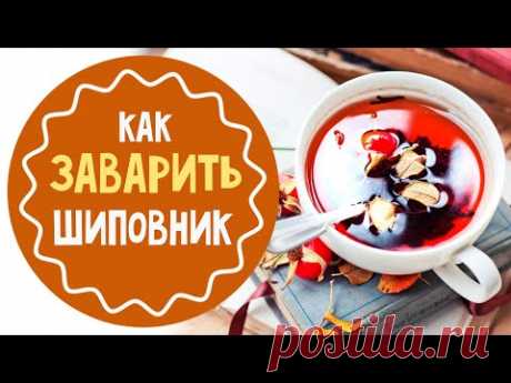 Польза, вред и лучшая форма для употребления отвара шиповника