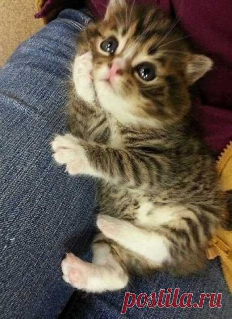 ᴼᴿᴵᴳᴵᴺᴬᴸ   SМАЙЛИКИ   (ړײ)
ღМилана ღ