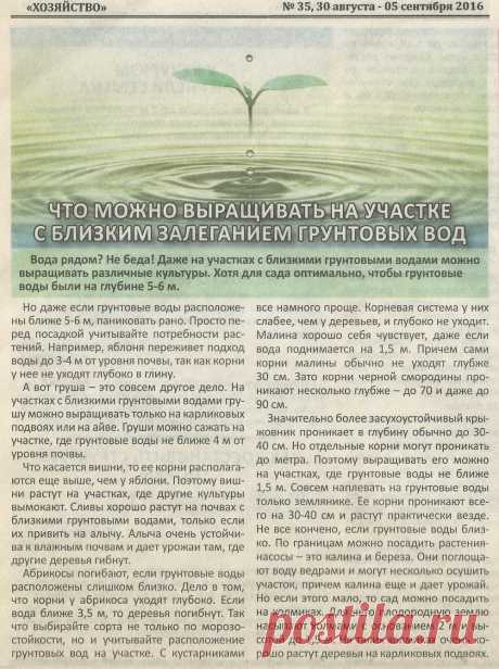 Что можно выращивать на участке с близким залеганием грунтовых вод