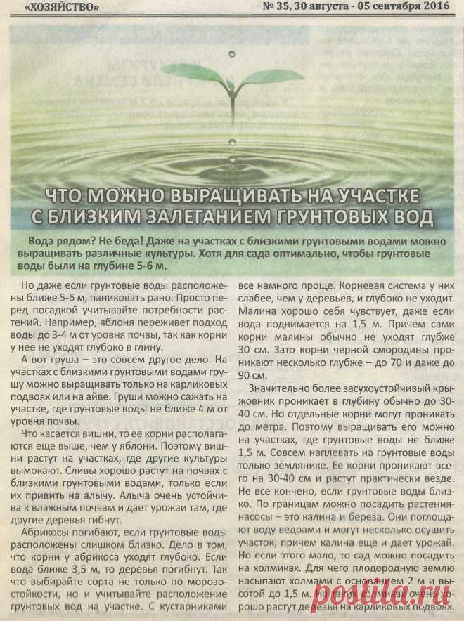 Что можно выращивать на участке с близким залеганием грунтовых вод