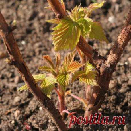 Усадьба | Садовод : Закладка малинника – как все сделать правильно?