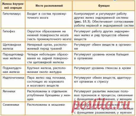 железы внутренней секреции таблица – Google Поиск
