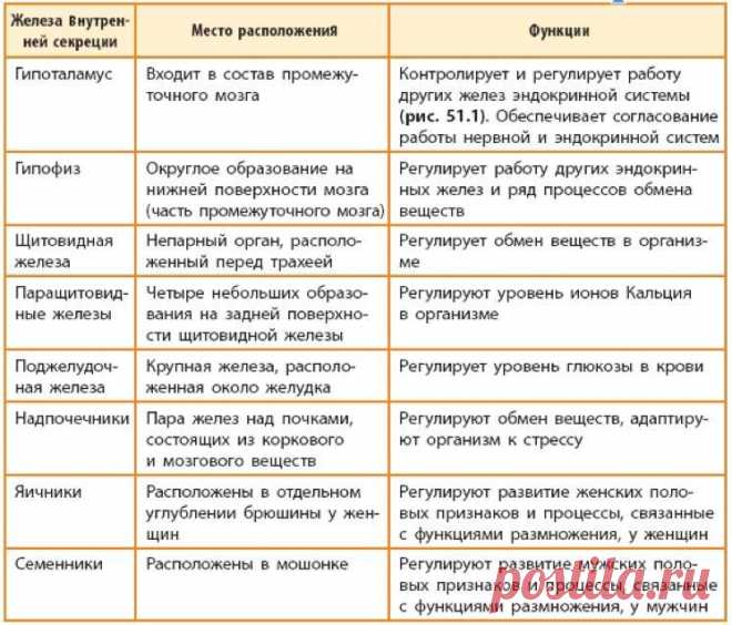 железы внутренней секреции таблица – Google Поиск