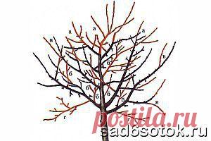 Поддерживающая обрезка яблони