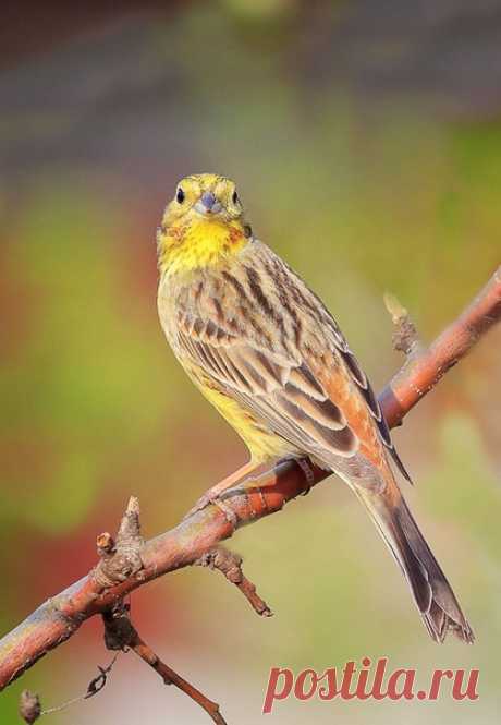 В Москве стартует курс наблюдения за птицами (ага, супермодного бёрд-вотчинга)! Это отличный шанс научиться различать птиц по голосам и оперению, правильно наблюдать за пернатыми и фотографировать их. Преподавать будут профессионалы – выпускники и сотрудники биофака МГУ, а практика планируется в парках и на биостанциях Москвы и Подмосковья. 🐦 bio4you.ru/birdexpress – это полевой курс идентификации птиц, созданный на основе курса норвежского университета Nord. Собеседование и вступительный…