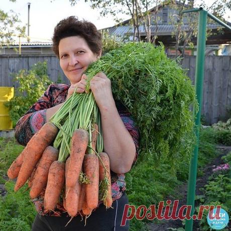 Я морковь сею следующим образом. 
Морковь любит глубоко возделанную плодородную почву. Не прореживаю, почти. Поступаю следующим образом: 

За 10-12 дней до посева семена моркови завязываем в тряпочку ( посвободнее). 
Закапываем во влажную землю на штык лопаты ( важно!). В течение этого срока из семян выветриваются эфирные масла, которые мешают семенам прорасти. По истечении указанного срока откапываем узелки с семенами из земли. Семена будут уже набухшие, крупные, почти пр...