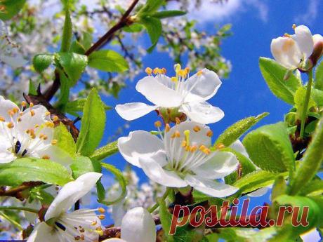 НА ДАЧЕ ЗАЦВЕЛИ ДЕРЕВЬЯ