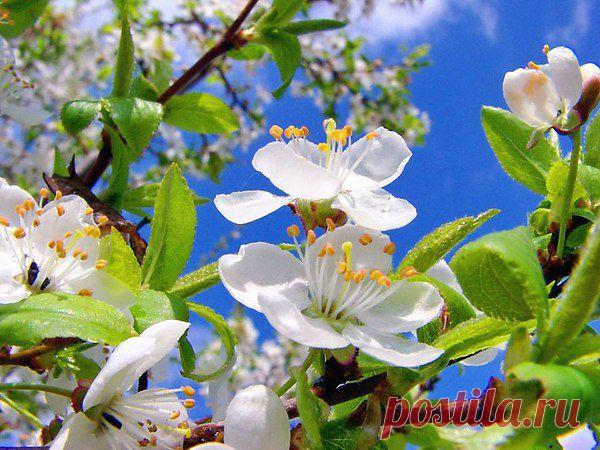 НА ДАЧЕ ЗАЦВЕЛИ ДЕРЕВЬЯ