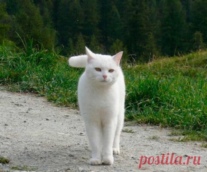 Что значит, если белая кошка перешла дорогу, прибилась к дому? Белый кот - приметы и суеверия. Хорошие и плохие приметы. Белые кошки и суеверия 100% Разное Предзнаменования в основном благоприятные. Необходимо следить за поведением животного и сопутствующей ситуацией, чтобы правильно истолковать. Требуется