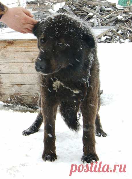 Монголдог Ихмед в питомнике &quot;Орда Юртаева&quot;.