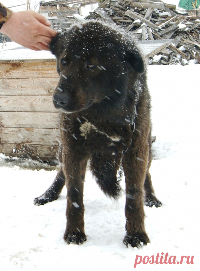 Монголдог Ихмед в питомнике "Орда Юртаева".