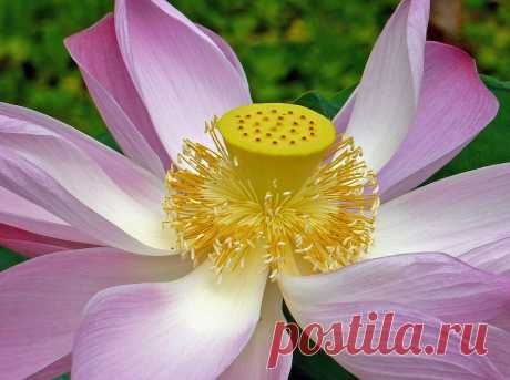 Free photo: Lotus Flower, Pink, Bloom, Garden - Free Image on Pixabay - 1244743