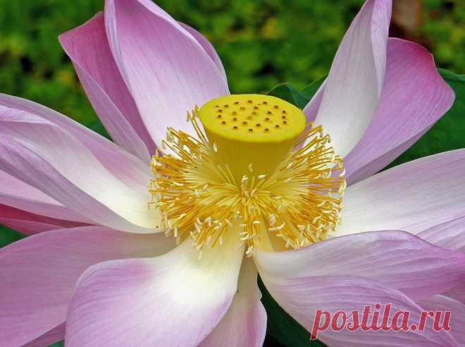 Free photo: Lotus Flower, Pink, Bloom, Garden - Free Image on Pixabay - 1244743