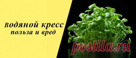 Водяной кресс: польза и вред для организма, рецепты блюд и напитков Водяной кресс: особенности и состав, польза и вред, применение в народной медицине, косметологии и кулинарии, рецепты блюд и напитков.
