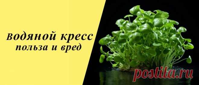 Водяной кресс: польза и вред для организма, рецепты блюд и напитков Водяной кресс: особенности и состав, польза и вред, применение в народной медицине, косметологии и кулинарии, рецепты блюд и напитков.