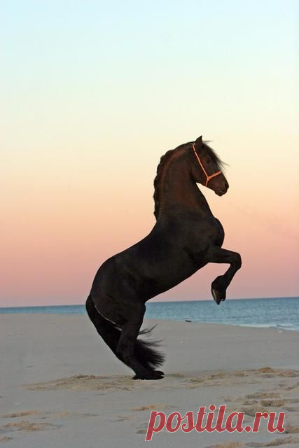 horse   |  Pinterest • Всемирный каталог идей