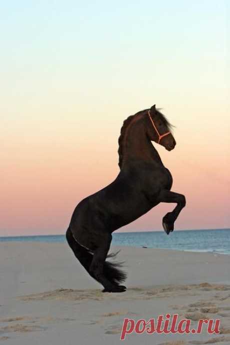 horse   |  Pinterest • Всемирный каталог идей