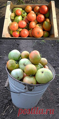 Выращивание томатов, опыт. Траншейный метод.