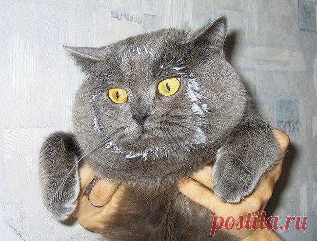 25 доказательств того, насколько коты многогранны и талантливы |