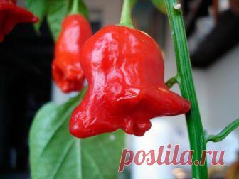 Выращивание перца Колокольчик: все особенности сорта Культура широко распространена, выращивается в открытом грунте, парниках, теплицах, домашних условиях. Перец Колокольчик занимает промежуточное положение между болгарским и горьким видами. По ботаниче...