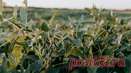 СОЯ-для профилактики РАКА и болезней СЕРДЦА. Регулярное употребление сои снижает риск возникновения нескольких агрессивных форм рака и болезней сердца, рассказала акушер-гинеколог Ниту Баджекал.