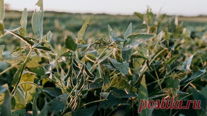 СОЯ-для профилактики РАКА и болезней СЕРДЦА. Регулярное употребление сои снижает риск возникновения нескольких агрессивных форм рака и болезней сердца, рассказала акушер-гинеколог Ниту Баджекал.