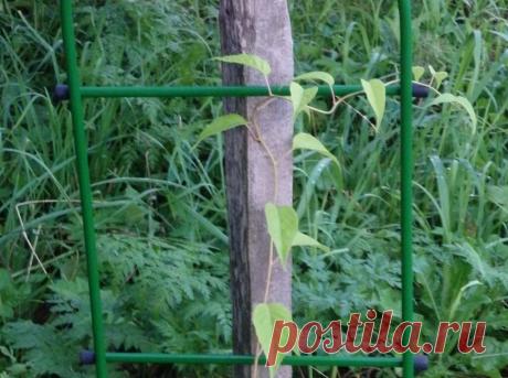 Актинидия- выращивают ради полезных, кисло-сладких на вкус, с ананасовым ароматом плодов. Для получения урожая нужно сажать разнополые кусты.Многие ее виды отличаются красотой. Особенно актинидия коломикта. Неприхотливое в уходе растение отличается высокой морозостойкостью, не нуждается в укрытии на зиму. Может достигать 8-10м. Опорные конструкции должны быть из прочных материалов. Лучше не пускать «киви» к деревьям: может сильно их увить.