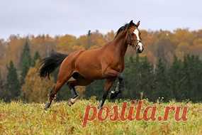 ПРОДАЖА ЛОШАДЕЙ (для группы мир животных)(РОЛЕВА