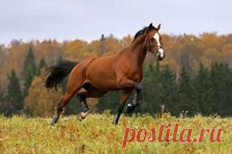 ПРОДАЖА ЛОШАДЕЙ (для группы мир животных)(РОЛЕВА