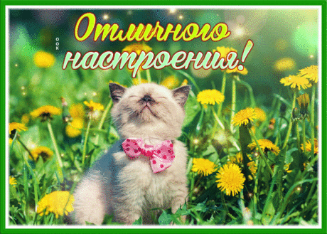 Открытка отличного настроения с котенком и одуванчиками