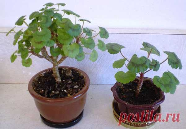 Правила обрезки герани для пышного цветения