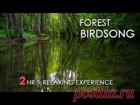 Forest Birdsong - Relaxing Nature Sounds - Birds Chirping - REALTIME - NO LOOP - 2 Hours - HD 1080p