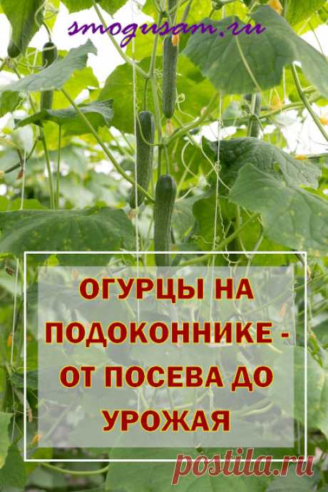 Огурцы на подоконнике зимой