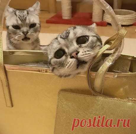 Луху — самая грустная кошка, чей несчастный вид разобьёт вам сердце