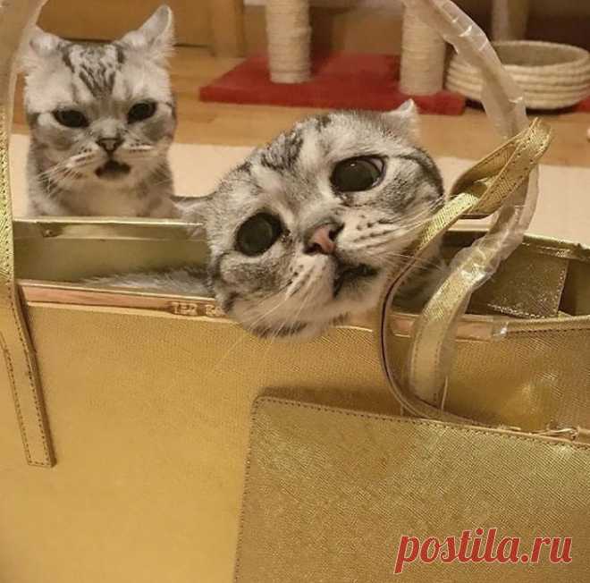 Луху — самая грустная кошка, чей несчастный вид разобьёт вам сердце