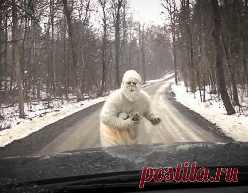 Ученые приблизились к разгадке тайны йети